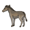 Donkey​