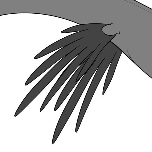 Paradise Fins