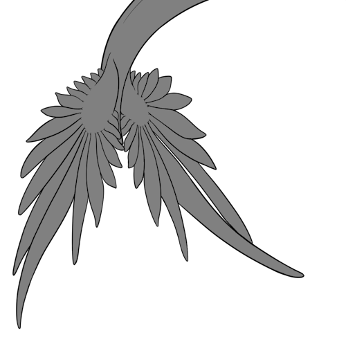 Paradise Tail Fin