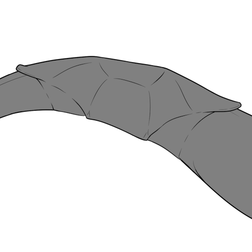 Carapace