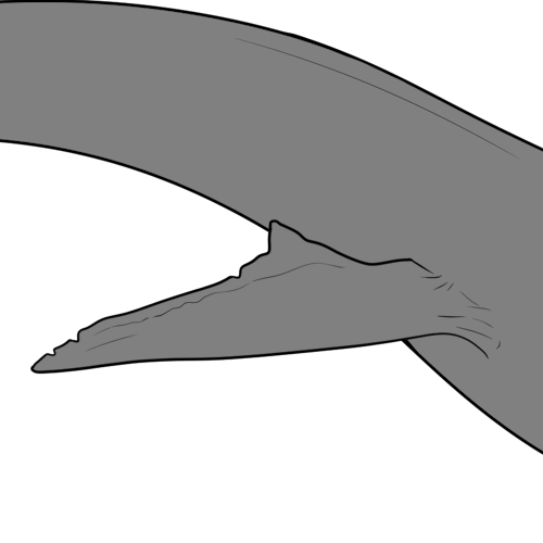 Shark Fin