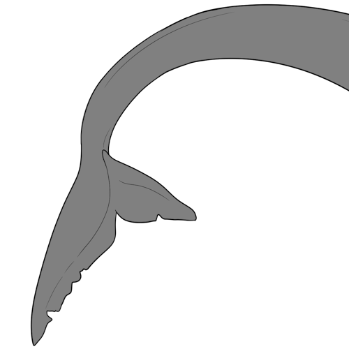 Thresher Tail