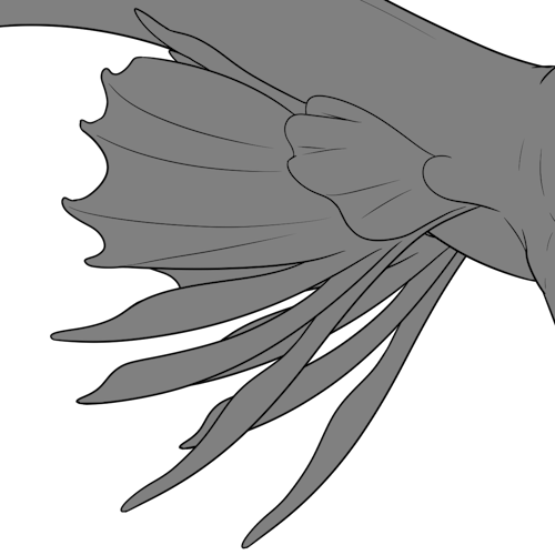 Regalia Fins