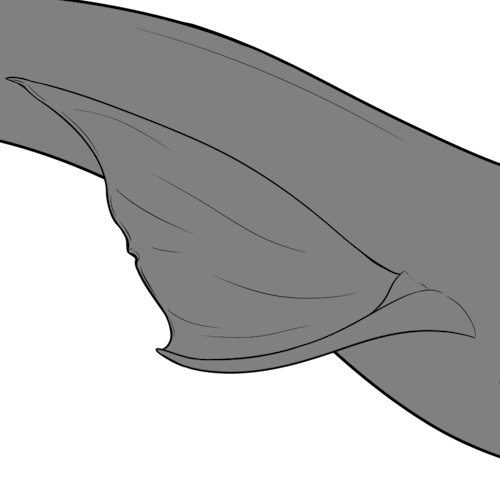 Dart Fins